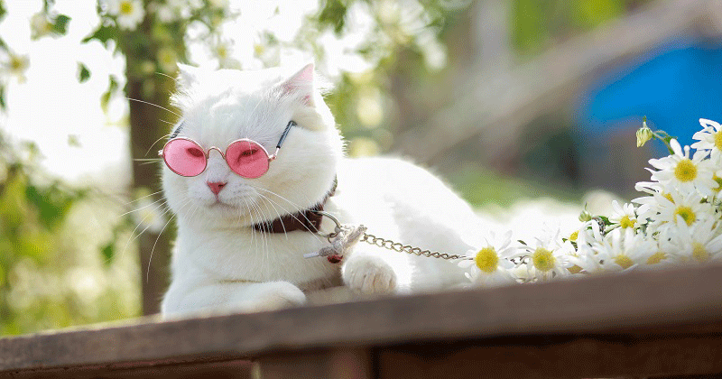 Khi trào lưu chụp ảnh với cúc họa mi dần trở nên quá đà: Vui thôi, đừng vui quá