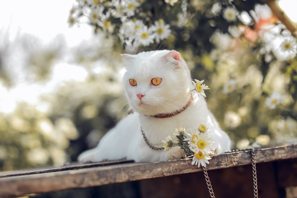 Khi trào lưu chụp ảnh với cúc họa mi dần trở nên quá đà: Vui thôi, đừng vui quá