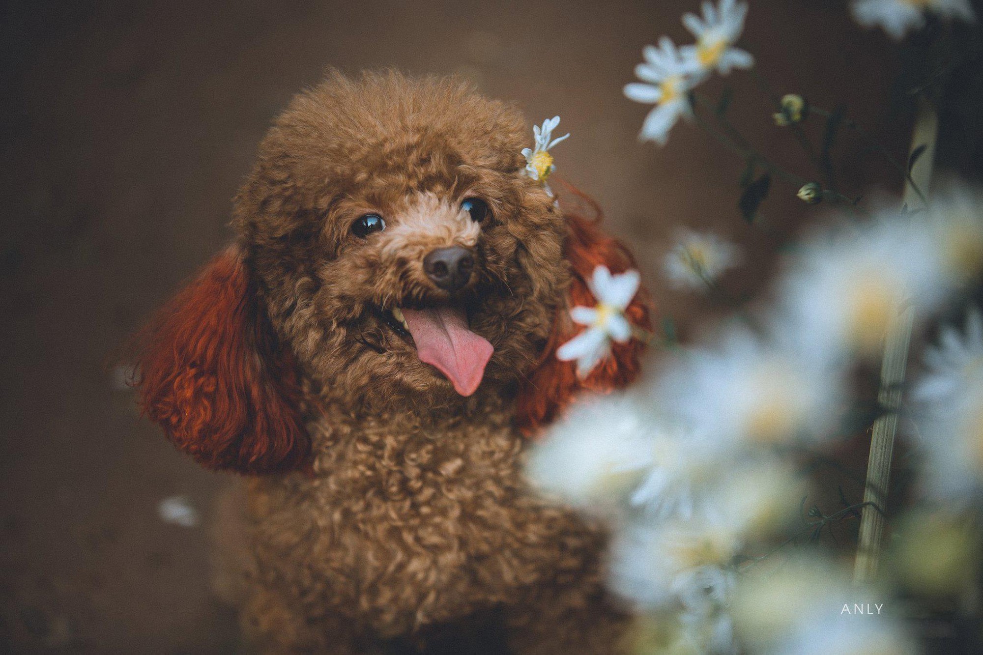 Khi trào lưu chụp ảnh với cúc họa mi dần trở nên quá đà: Vui thôi, đừng vui quá