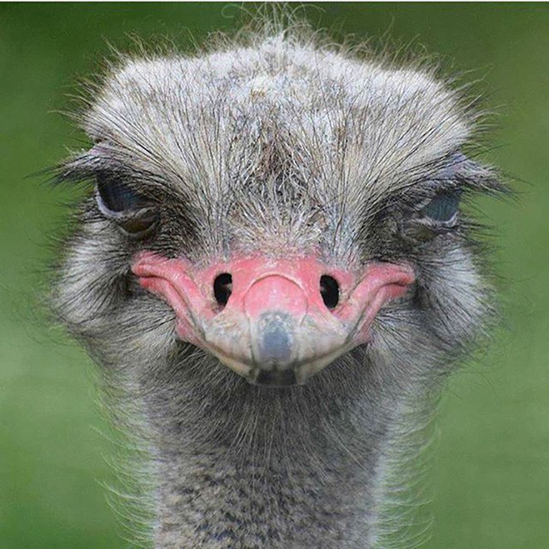 Vừa bị bắt vì tội hành hung, nữ phạm nhân đã gây bão MXH Mỹ vì đôi mắt kỳ quặc hiếm có