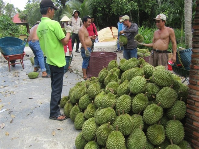 Bưởi, sầu riêng khóc vì thương lái Trung Quốc hạn chế mua
