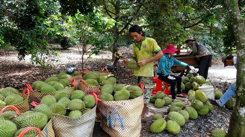 Bưởi, sầu riêng khóc vì thương lái Trung Quốc hạn chế mua