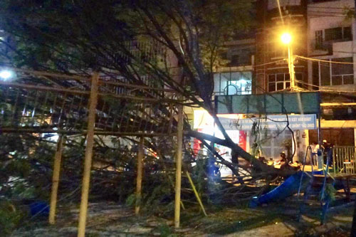 Hai bé gái ở Sài Gòn bị thương vì cành cây trong công viên