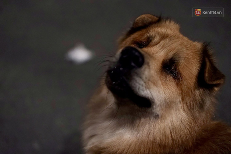 Điều kỳ diệu đã xuất hiện: Chú chó mù trở về bên anh đánh giày câm sau hơn nửa tháng mất tích