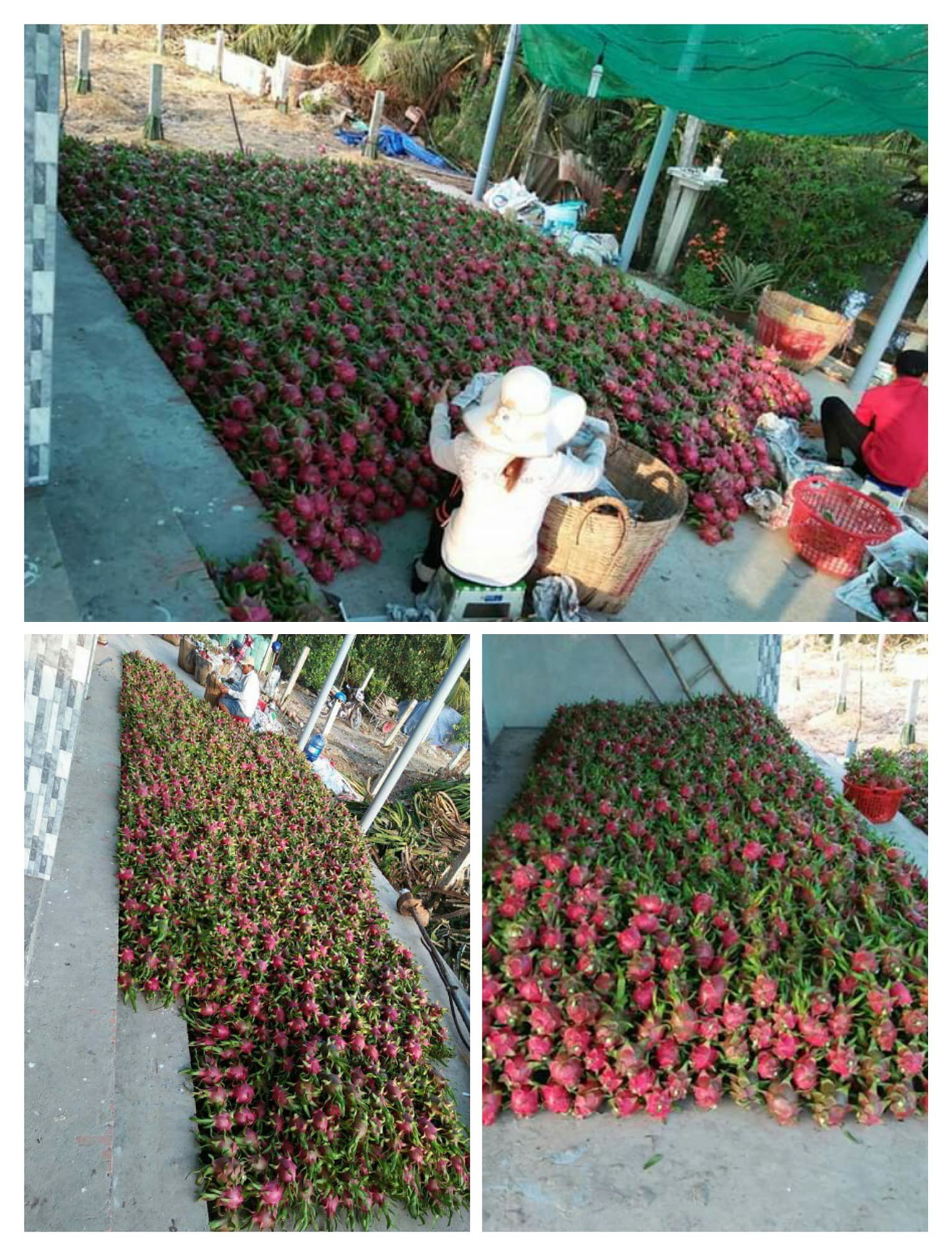 Xôn xao chuyện thanh niên vì chiều người yêu nên đã kỳ công nhặt bằng hết hạt ra khỏi quả thanh long