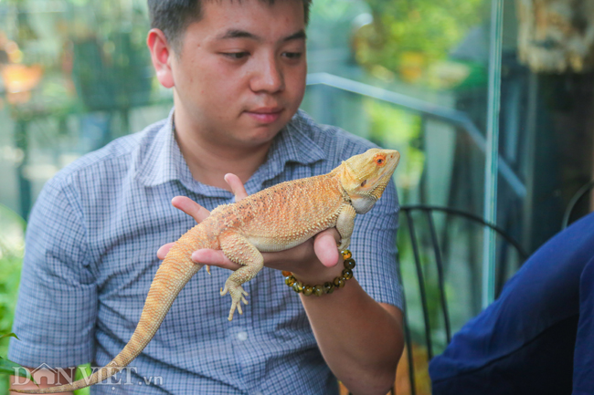Ảnh: Trai xinh gái đẹp bỏ tiền triệu mua rắn, thằn lằn làm thú cưng