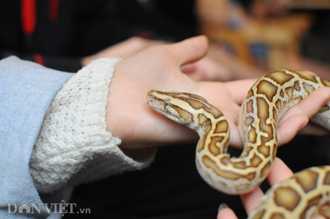 Ảnh: Trai xinh gái đẹp bỏ tiền triệu mua rắn, thằn lằn làm thú cưng