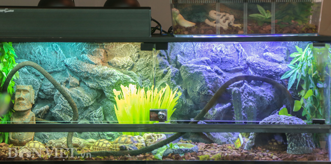 Ảnh: Trai xinh gái đẹp bỏ tiền triệu mua rắn, thằn lằn làm thú cưng