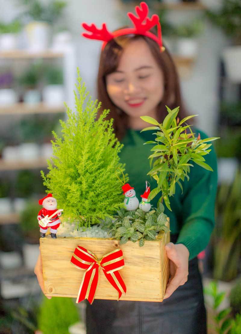 Mốt chơi cây thông lạ mùa Noel năm nay, chủ shop thu 50 triệu/ngày