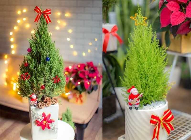 Mốt chơi cây thông lạ mùa Noel năm nay, chủ shop thu 50 triệu/ngày