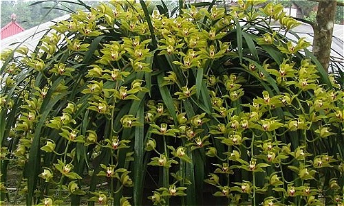 Những loại lan đắt đỏ giới nhà giàu săn lùng dịp Tết