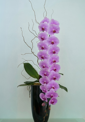 Những loại lan đắt đỏ giới nhà giàu săn lùng dịp Tết