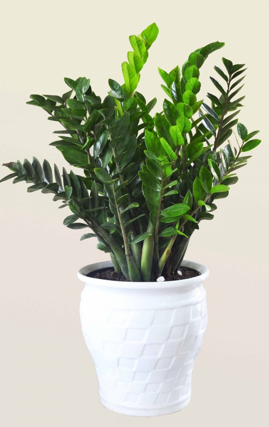 Chớ dại mà để cây này trong nhà kẻo rước bệnh cho cả gia đình, chết lúc nào chẳng hay