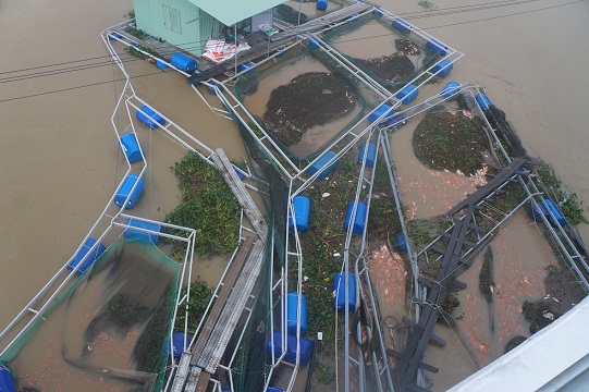 Mưa lớn chưa từng có, dân nuôi cá bè đau đớn nhìn tiền tỷ trôi sông