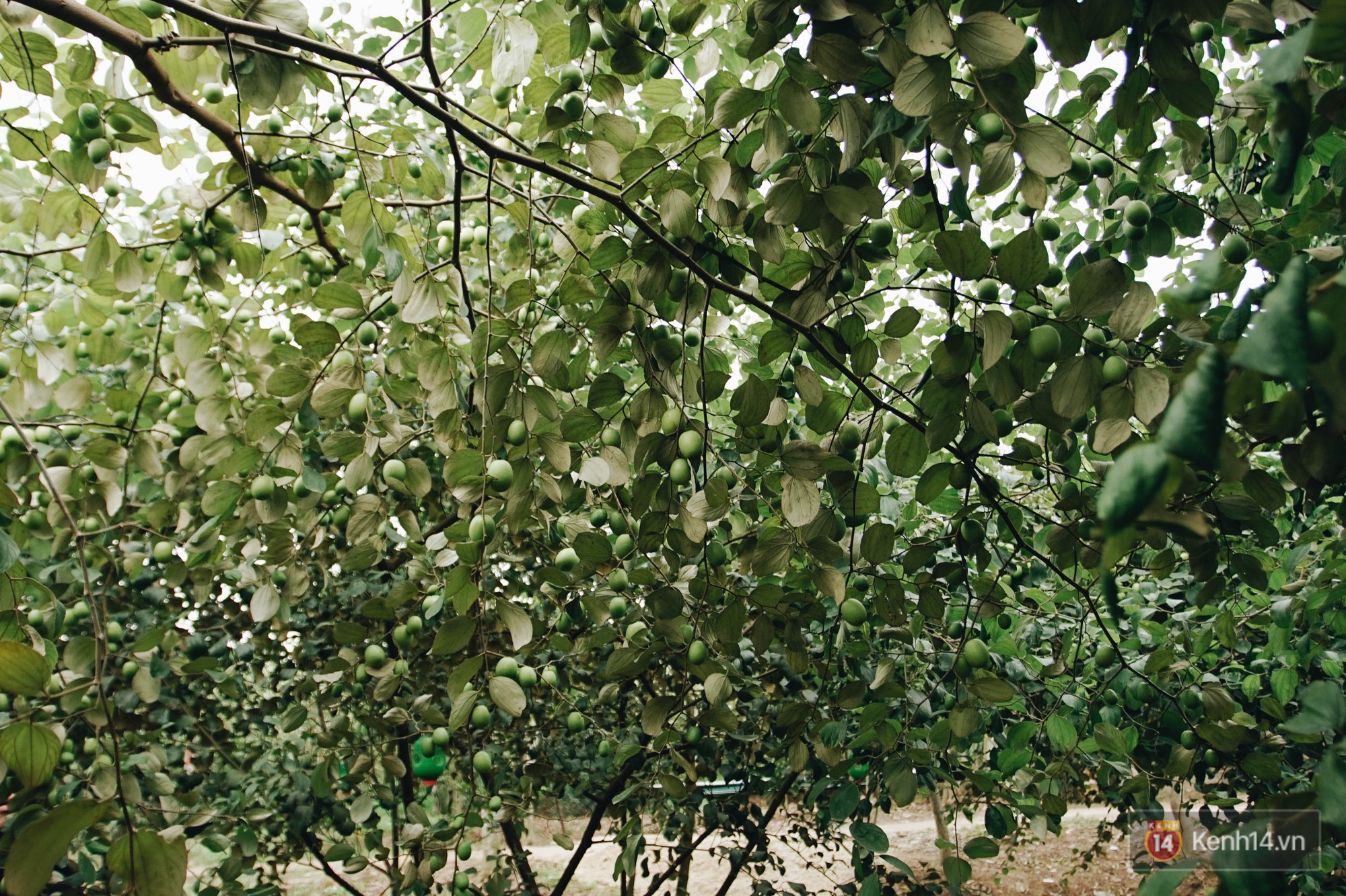 Trường ĐH duy nhất Việt Nam có vườn táo, vườn hoa cải được phép ăn tẹt ga, sống ảo cực chất chỉ với 15 nghìn