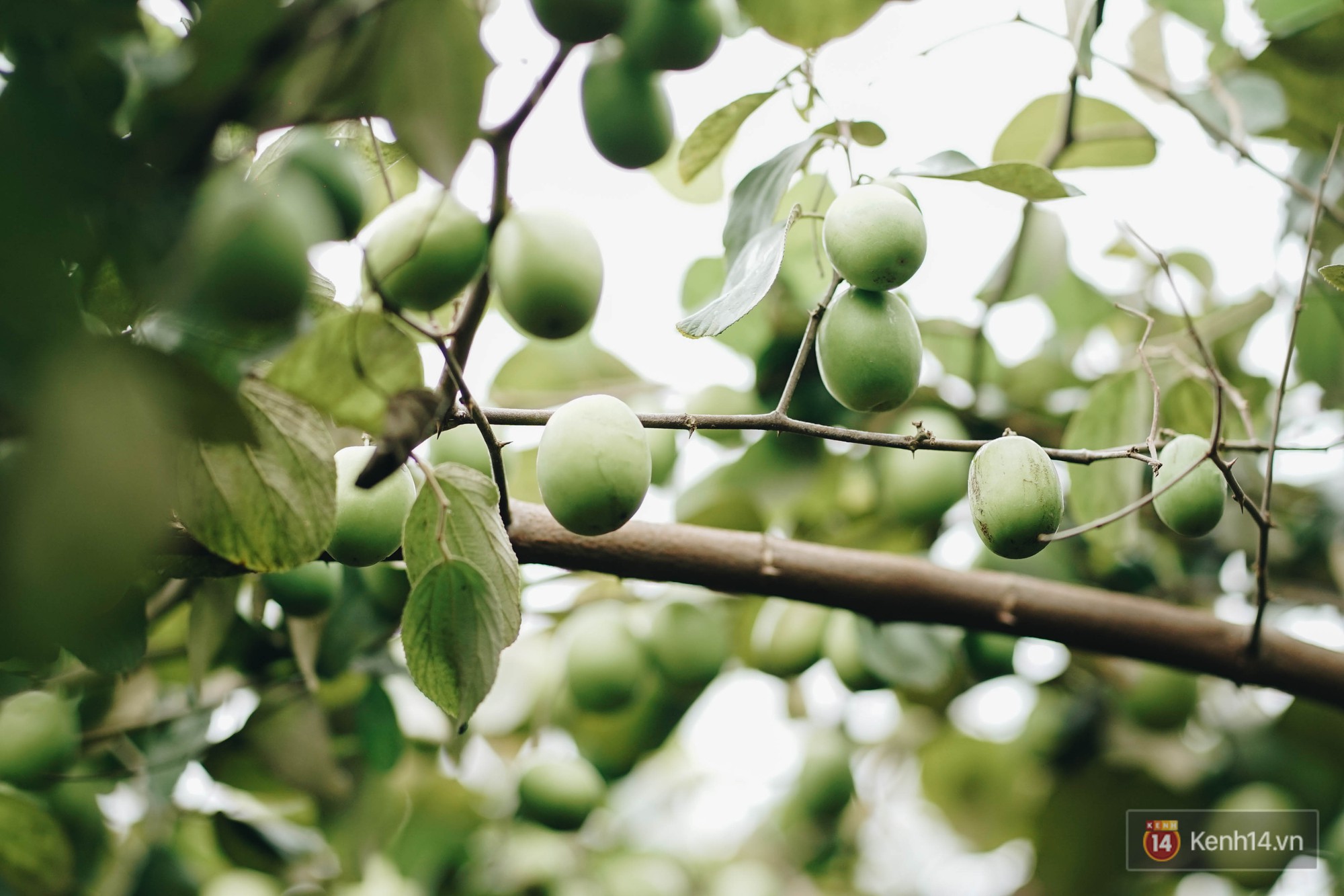 Trường ĐH duy nhất Việt Nam có vườn táo, vườn hoa cải được phép ăn tẹt ga, sống ảo cực chất chỉ với 15 nghìn