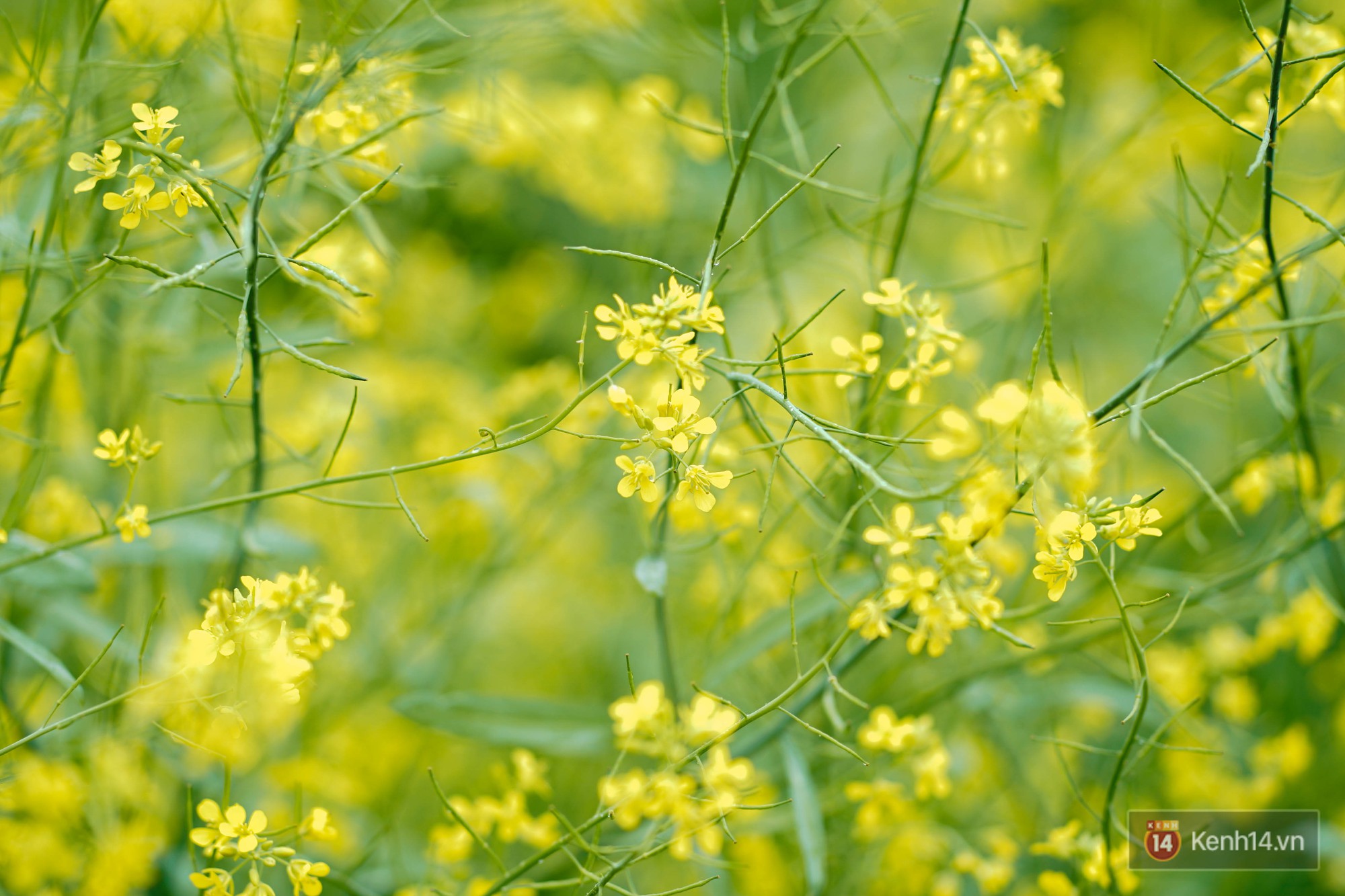 Trường ĐH duy nhất Việt Nam có vườn táo, vườn hoa cải được phép ăn tẹt ga, sống ảo cực chất chỉ với 15 nghìn