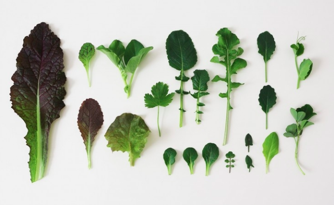 5 bước cơ bản bạn cần biết nếu muốn trồng một khu vườn rau quả xanh tươi, đẹp mắt