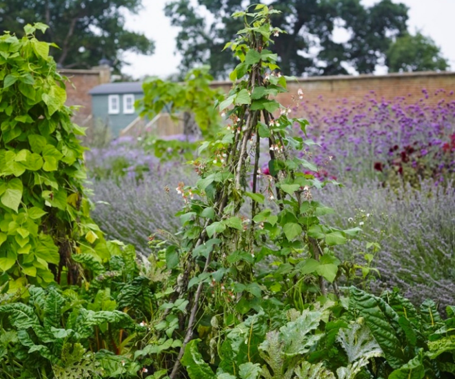 5 bước cơ bản bạn cần biết nếu muốn trồng một khu vườn rau quả xanh tươi, đẹp mắt