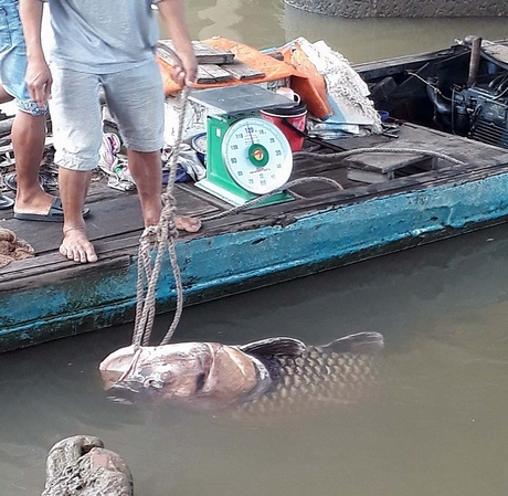 Vĩnh Long: Bắt được cá hô khổng lồ nặng 125 ký, bán hơn 300 triệu đồng