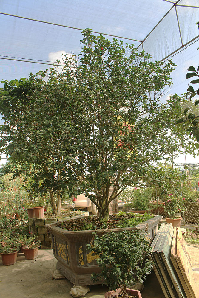 Trà cổ 120 triệu đồng/cây, đại gia ráo riết săn lùng chơi Tết