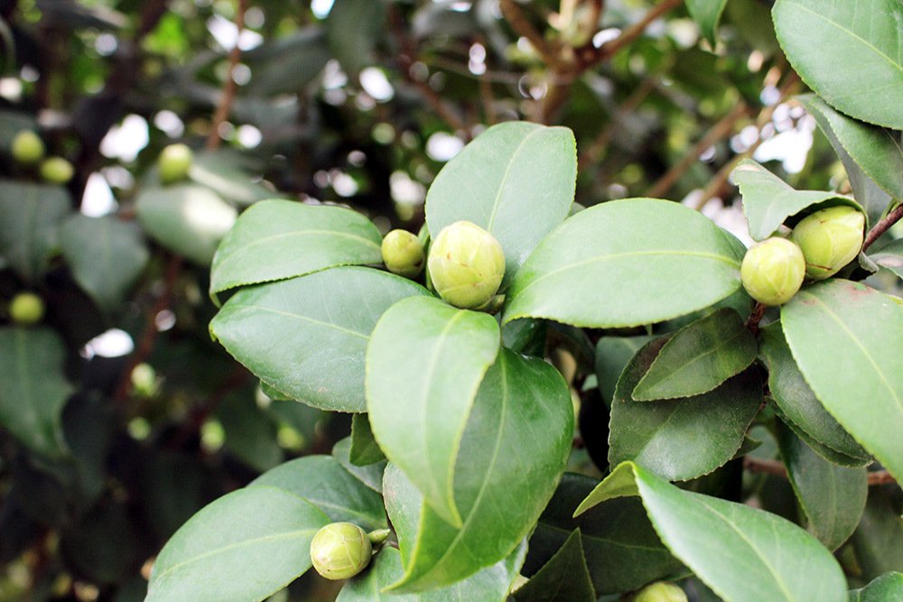 Trà cổ 120 triệu đồng/cây, đại gia ráo riết săn lùng chơi Tết