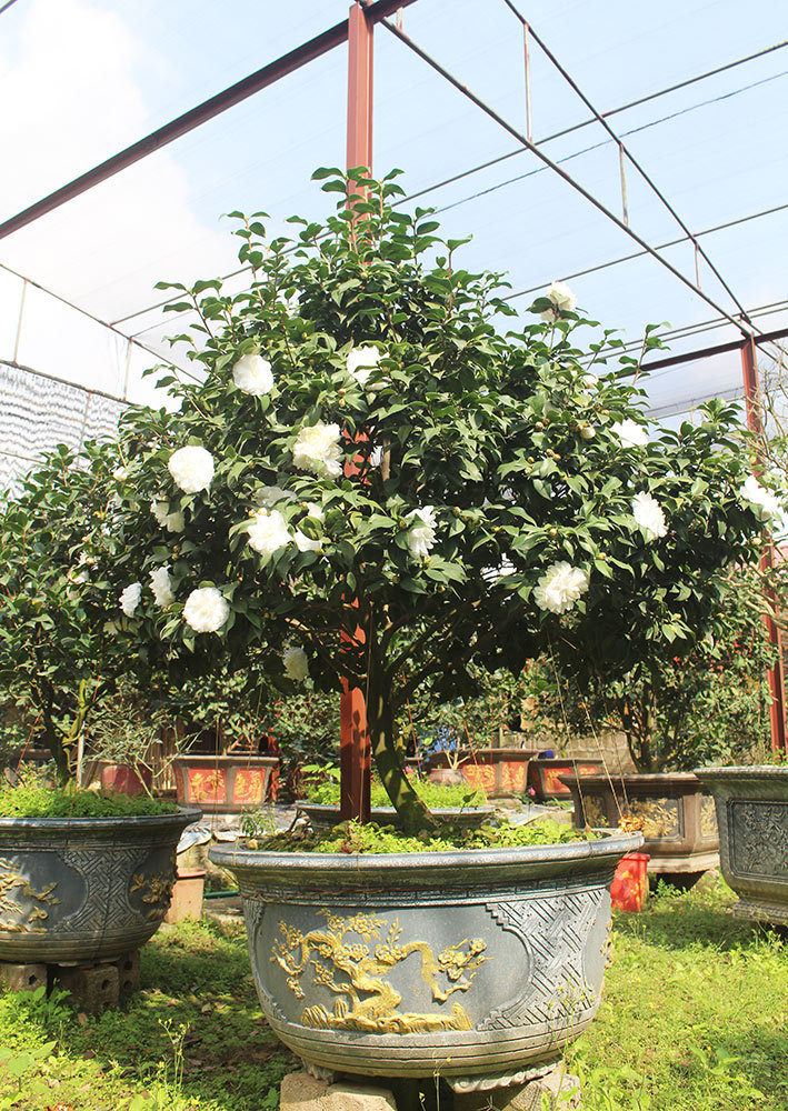 Trà cổ 120 triệu đồng/cây, đại gia ráo riết săn lùng chơi Tết