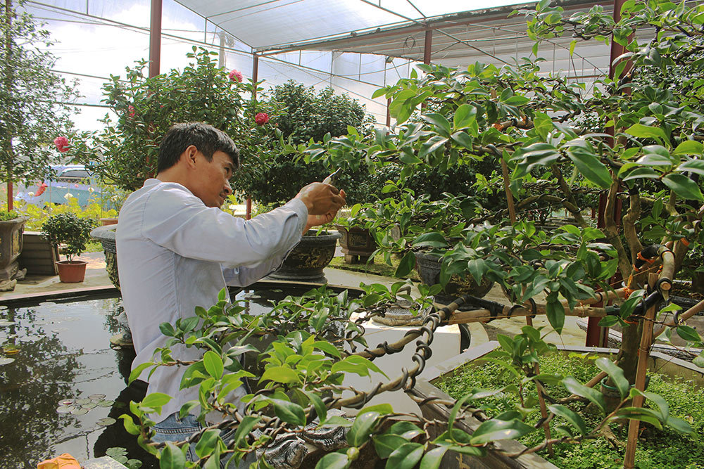 Trà cổ 120 triệu đồng/cây, đại gia ráo riết săn lùng chơi Tết