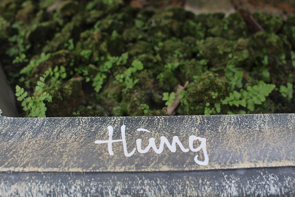 Trà cổ 120 triệu đồng/cây, đại gia ráo riết săn lùng chơi Tết