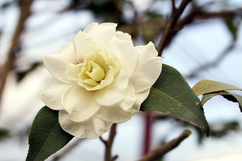 Trà cổ 120 triệu đồng/cây, đại gia ráo riết săn lùng chơi Tết