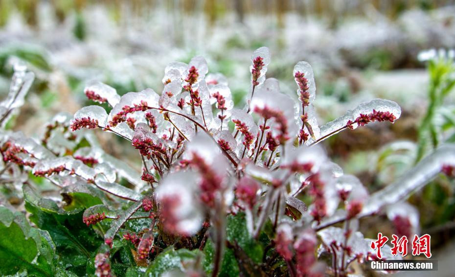 Bắc Kinh trải qua tiết Đại Tuyết lạnh nhất 70 năm