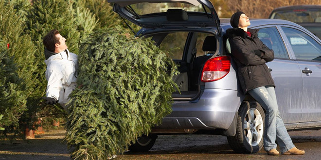 Ở Anh, tài xế phải ra tòa nếu chở cây thông Noel sai cách