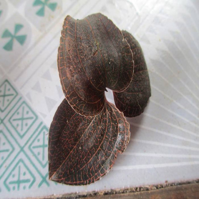 Cỏ lạ được Trung Quốc mua với giá chục triệu/kg, người dân đổ xô vào rừng tìm kiếm