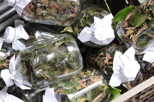 Cỏ lạ được Trung Quốc mua với giá chục triệu/kg, người dân đổ xô vào rừng tìm kiếm