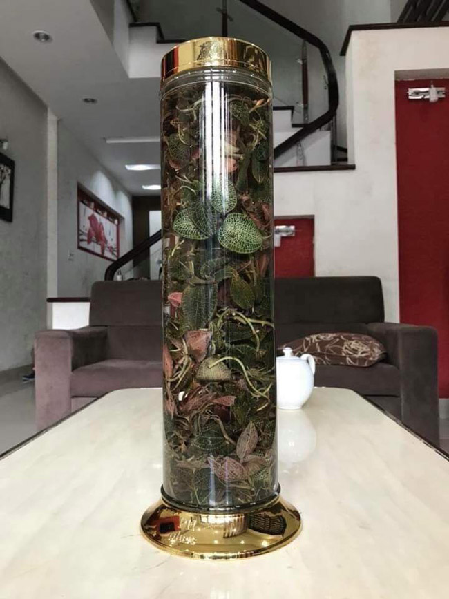 Cỏ lạ được Trung Quốc mua với giá chục triệu/kg, người dân đổ xô vào rừng tìm kiếm