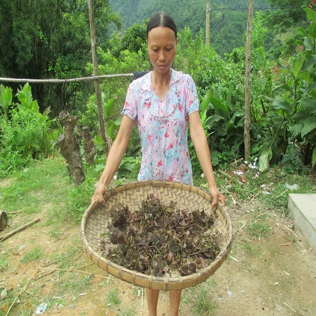 Cỏ lạ được Trung Quốc mua với giá chục triệu/kg, người dân đổ xô vào rừng tìm kiếm