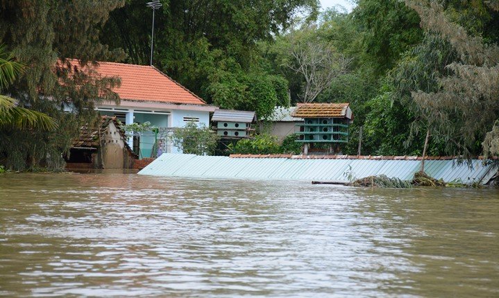 Mưa tạnh từ lâu vẫn lạch bạch trong biển nước