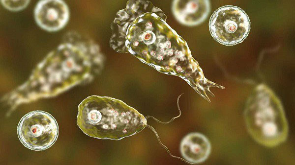 Người phụ nữ tử vong do bị amip ăn não người tấn công sau khi dùng bình rửa mũi