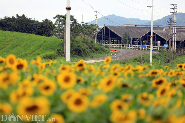 Ảnh: Cánh đồng hoa hướng dương đẹp nhất Việt Nam bắt đầu nở rộ