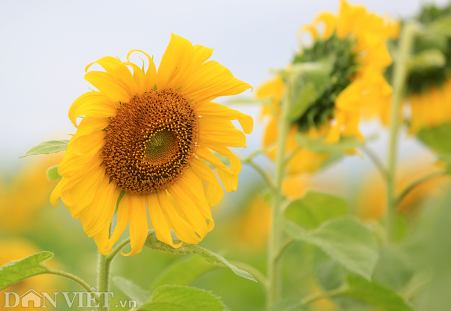 Ảnh: Cánh đồng hoa hướng dương đẹp nhất Việt Nam bắt đầu nở rộ