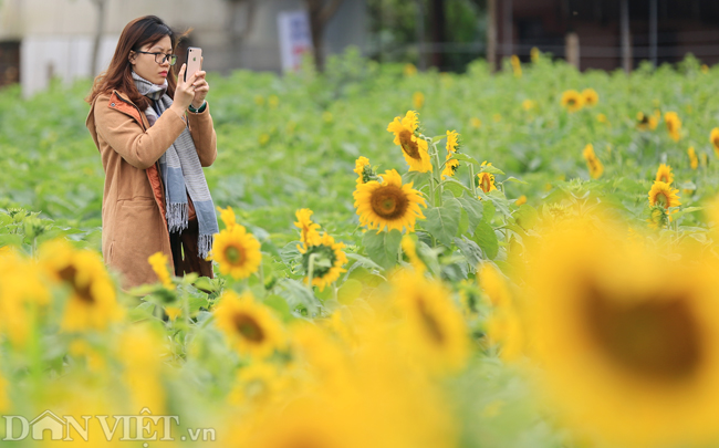 Ảnh: Cánh đồng hoa hướng dương đẹp nhất Việt Nam bắt đầu nở rộ