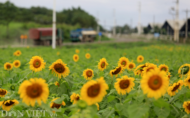 Ảnh: Cánh đồng hoa hướng dương đẹp nhất Việt Nam bắt đầu nở rộ