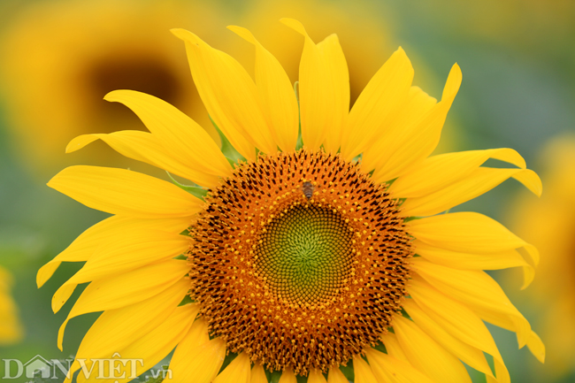 Ảnh: Cánh đồng hoa hướng dương đẹp nhất Việt Nam bắt đầu nở rộ