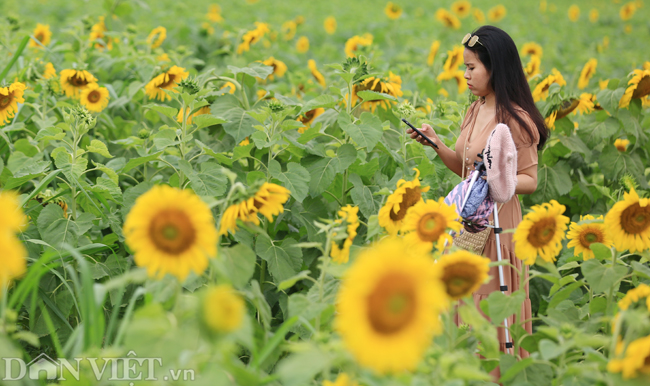 Ảnh: Cánh đồng hoa hướng dương đẹp nhất Việt Nam bắt đầu nở rộ