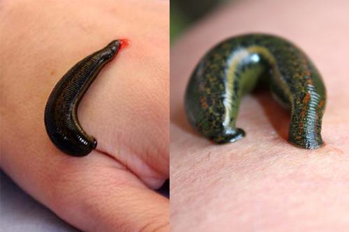 Góc kinh dị: Sởn gai ốc với phương pháp làm đẹp dị hợm của các nữ hoàng thời xưa