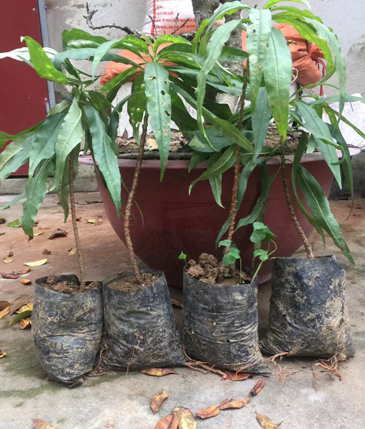 Nhánh đào thất thốn bằng chiếc đũa: Bán 3 triệu dân tranh nhau mua