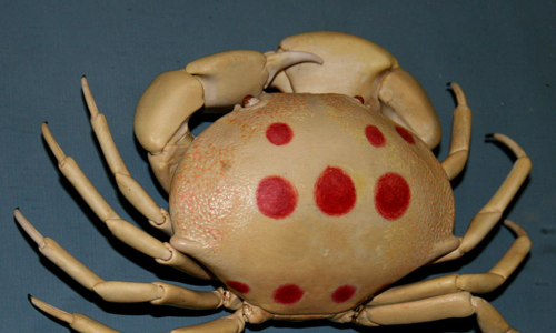 Những loại cua lạ đắt đỏ được khách hàng săn lùng