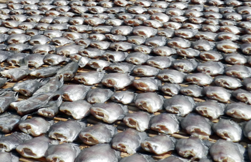 Thương lái lùng mua vảy cá ở miền Tây