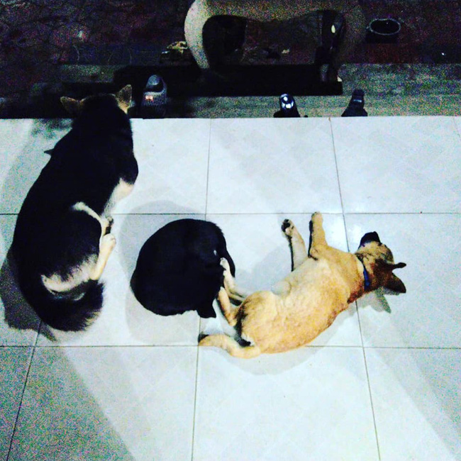 Dở khóc dở cười với mẩu giấy vợ dặn khi đi làm tóc, chồng trẻ xót xa khi địa vị không bằng con chó