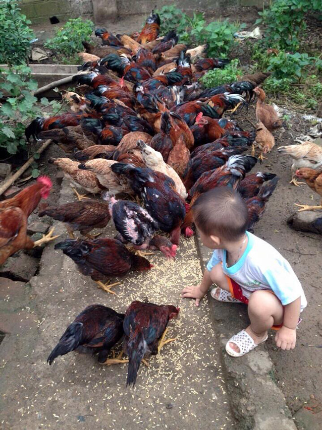 Loài gà vua Hùng kén rể trong truyền thuyết được ráo riết săn lùng làm quà biếu Tết